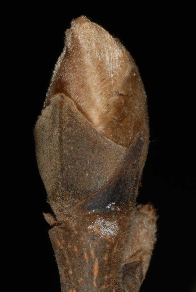 End bud (Guilford County, NC)-Early Fall