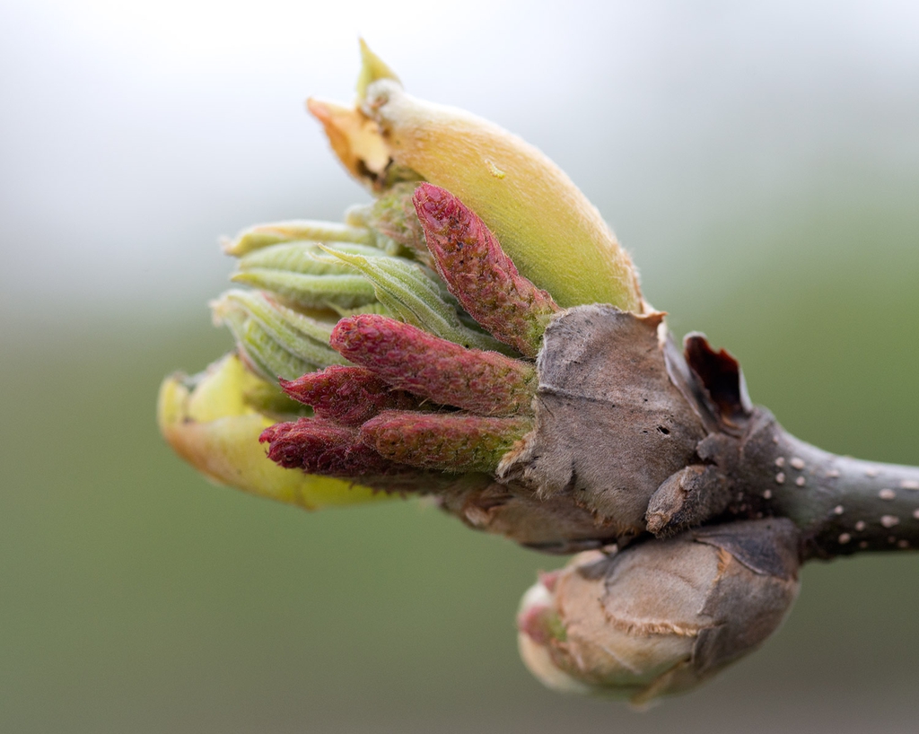 Emerging leaves