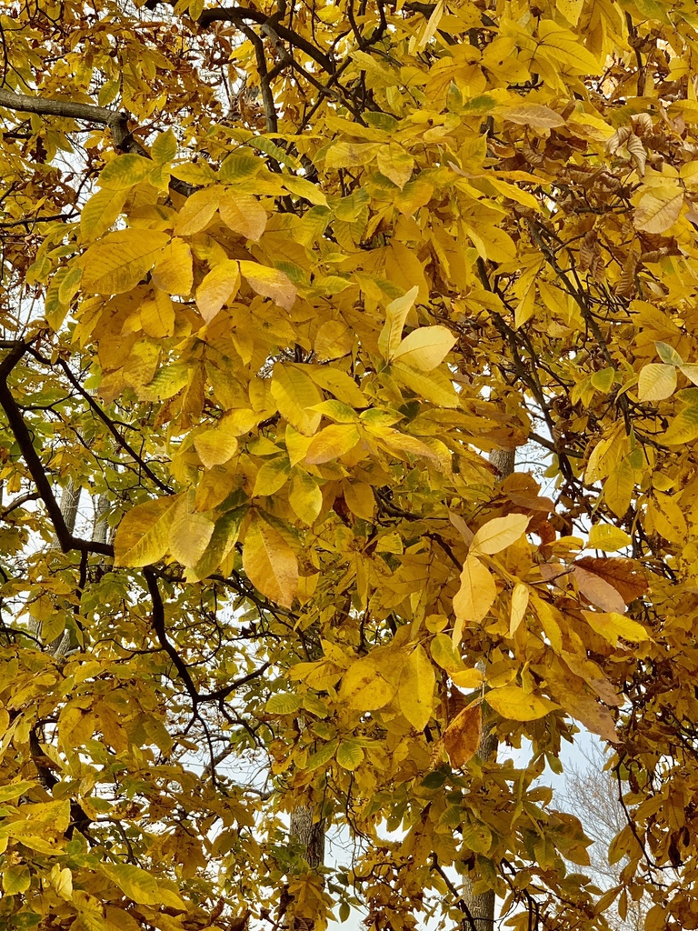 Fall color