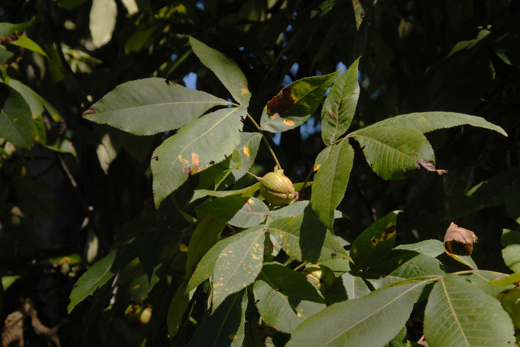 Carya ovata