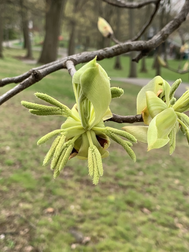Male flowers