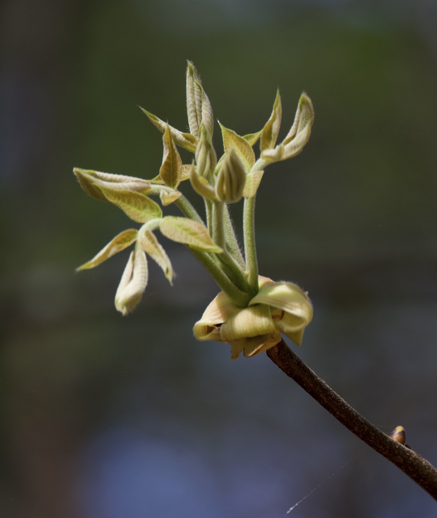 Scales of buds with emerging leaves in March