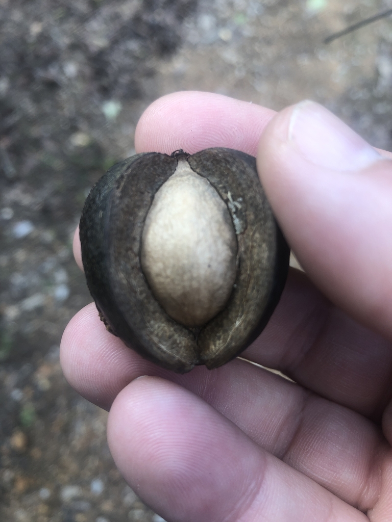 Ripe Fruit in October