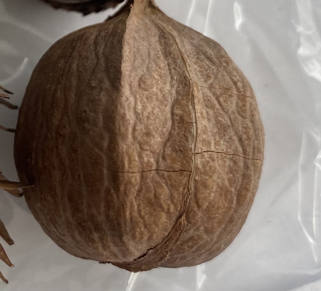 Seed