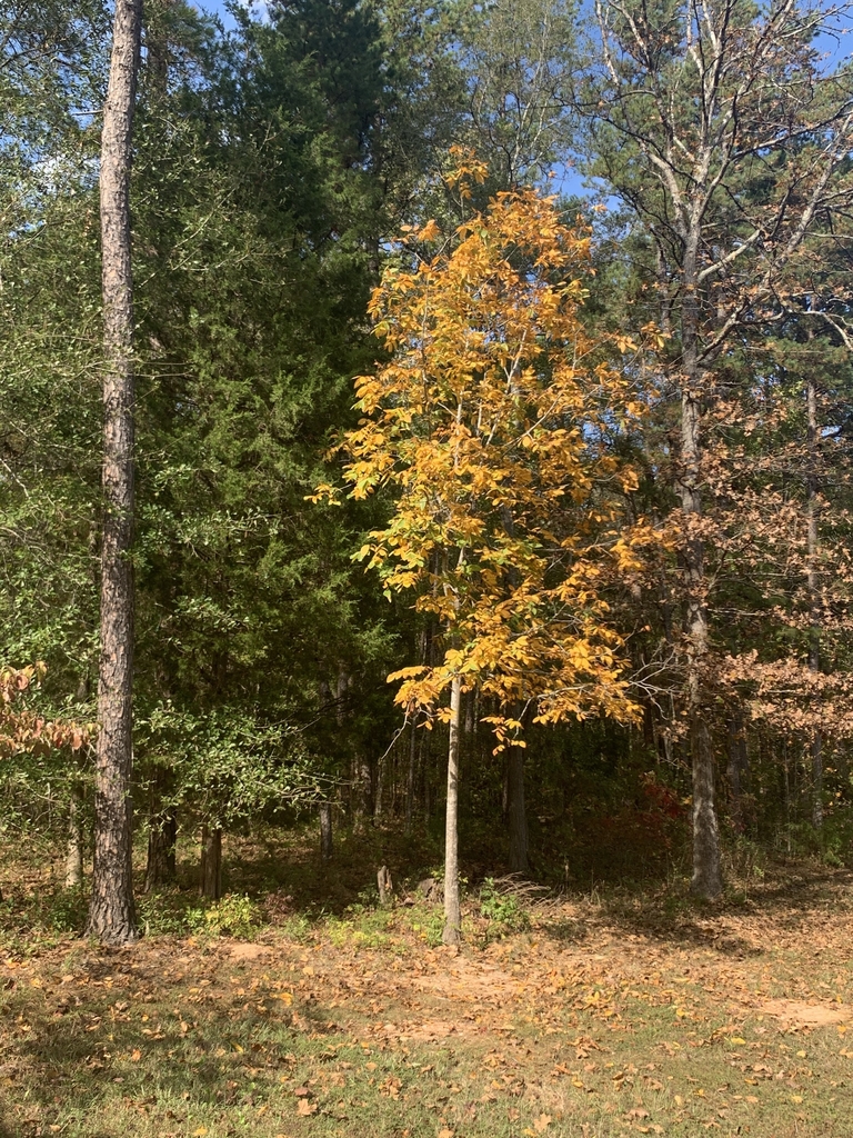 Form in October
