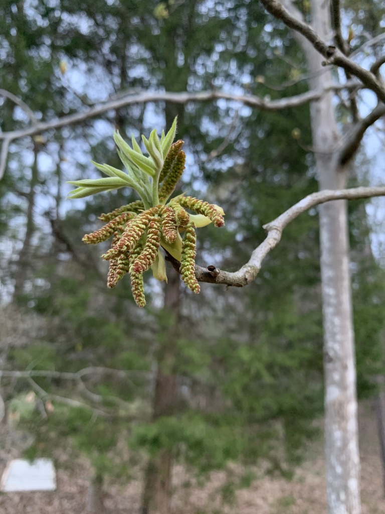 Emerging Leaves & Flower/Catkin in Spring