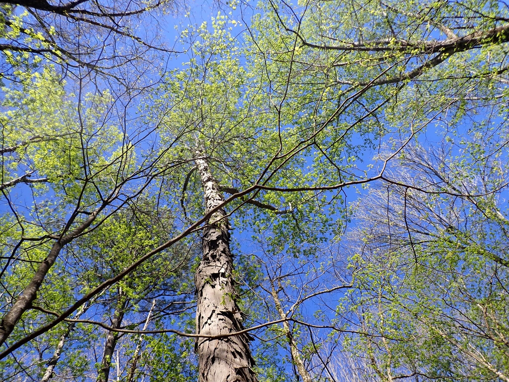 Form in April