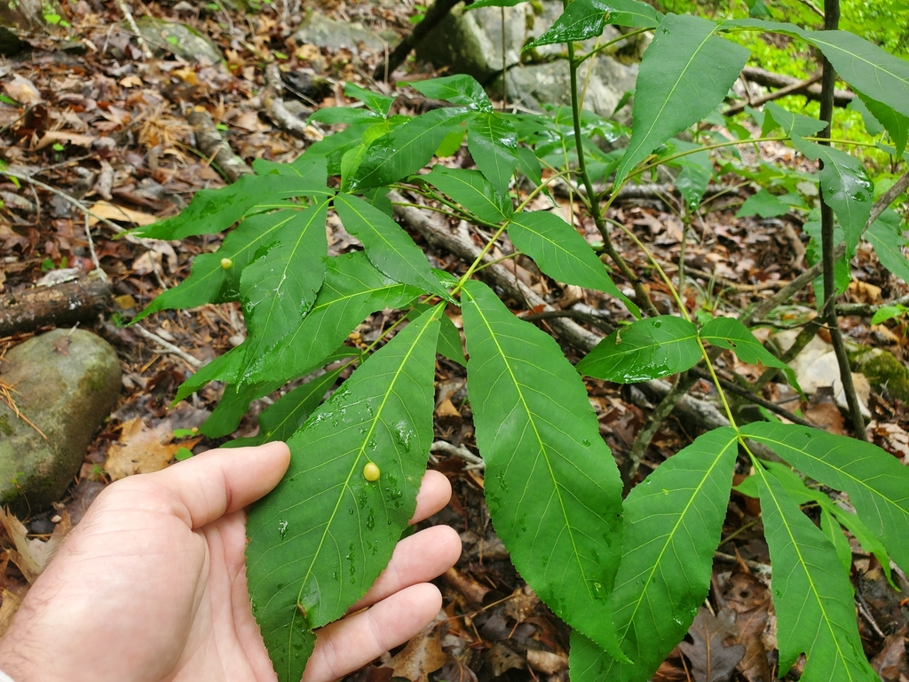 Leaves in April