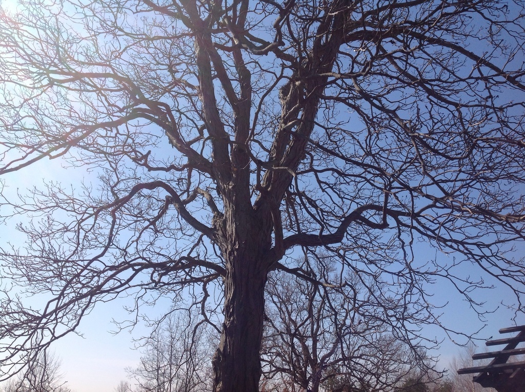 Winter form