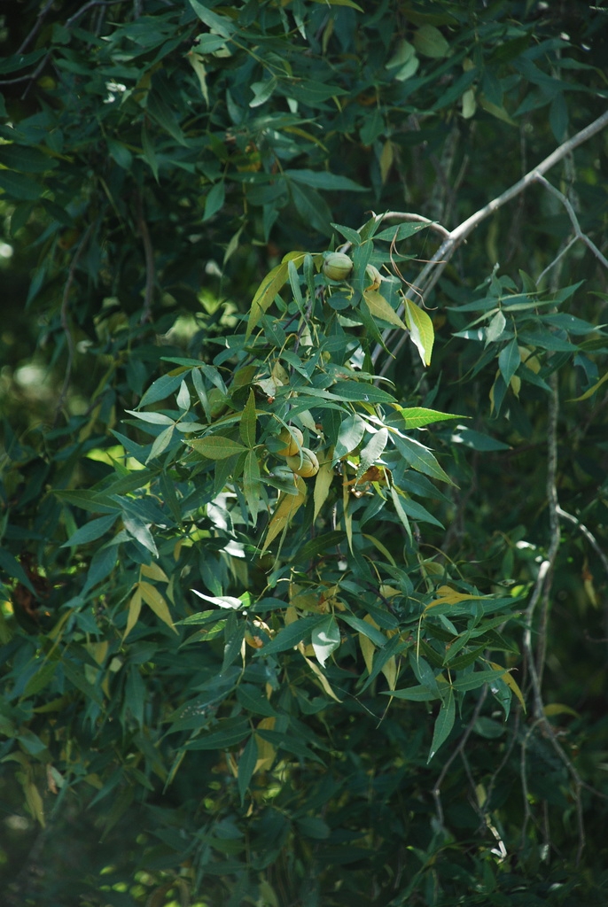 Branches and fruits (Seven Lakes, NC)-Early Fall