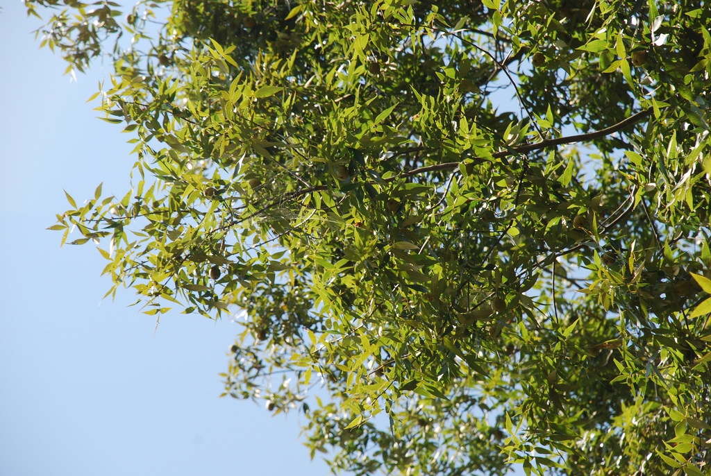 Tree branches (Seven Lakes, NC)-Early Fall