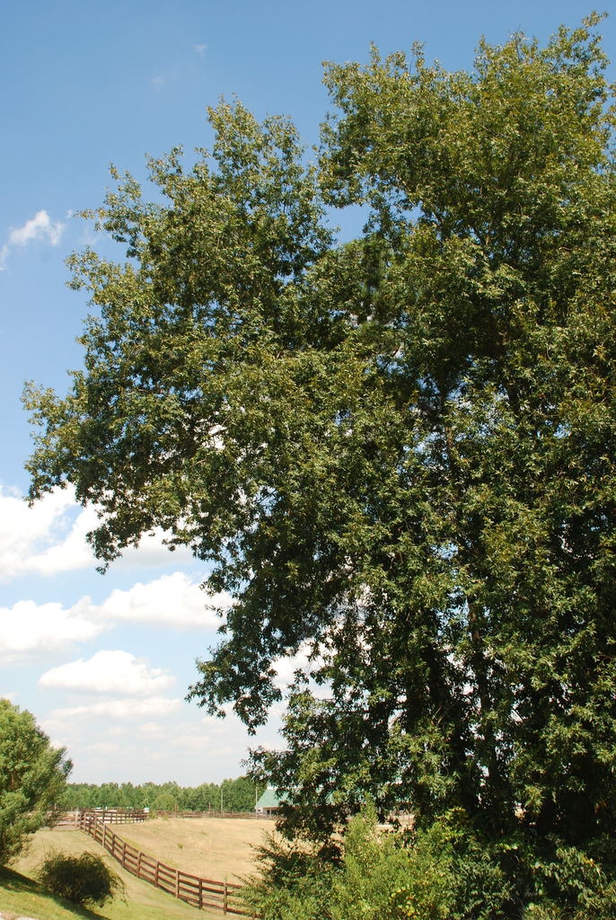 Tree form (Seven Lakes, NC)-Early Fall