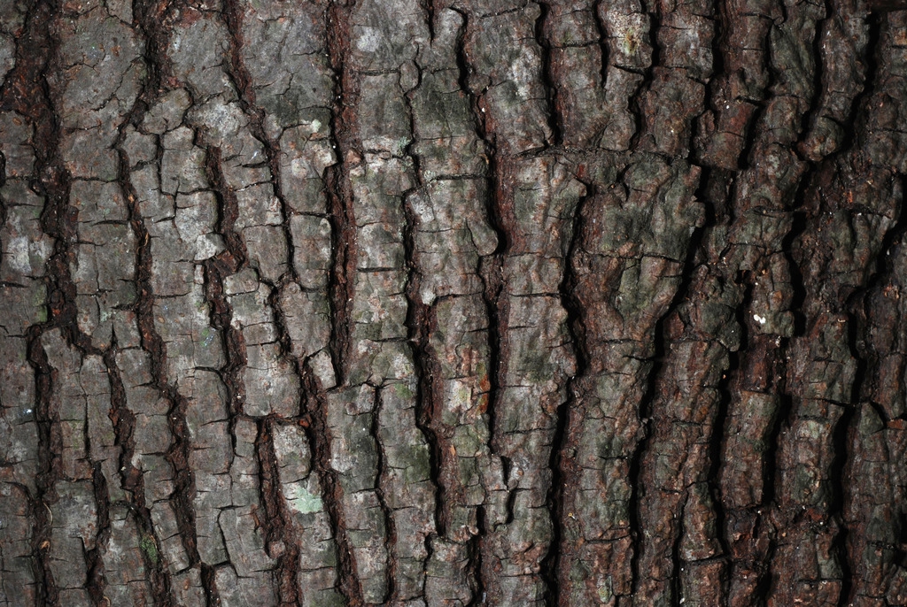 Close-up of bark (Seven Lakes, NC)-Early Fall