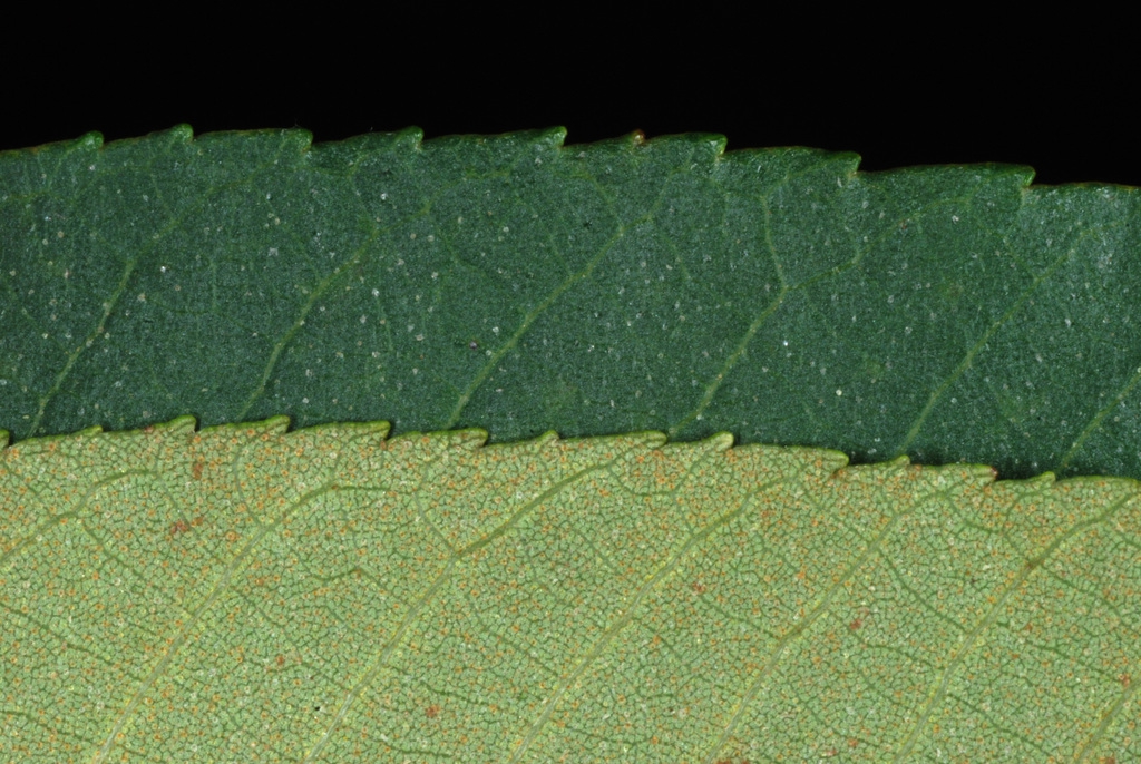 Serrated margins (Seven Lakes, NC)-Early Fall