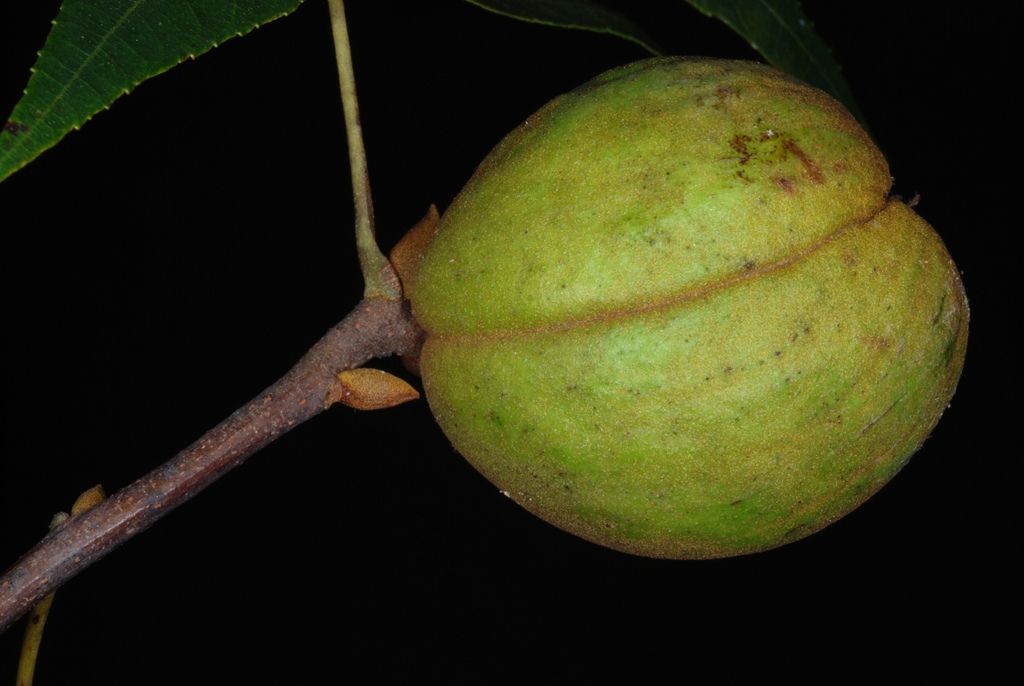 Fruit husk (Seven Lakes, NC)-Early Fall