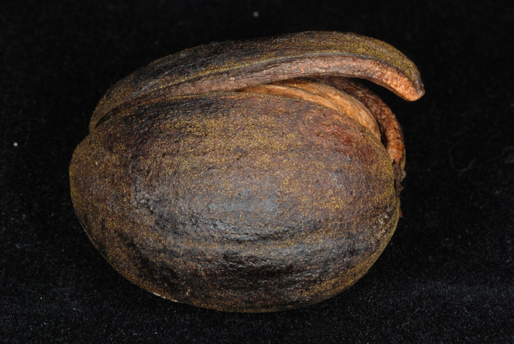 Splitting mature husk (Seven Lakes, NC)-Early Fall