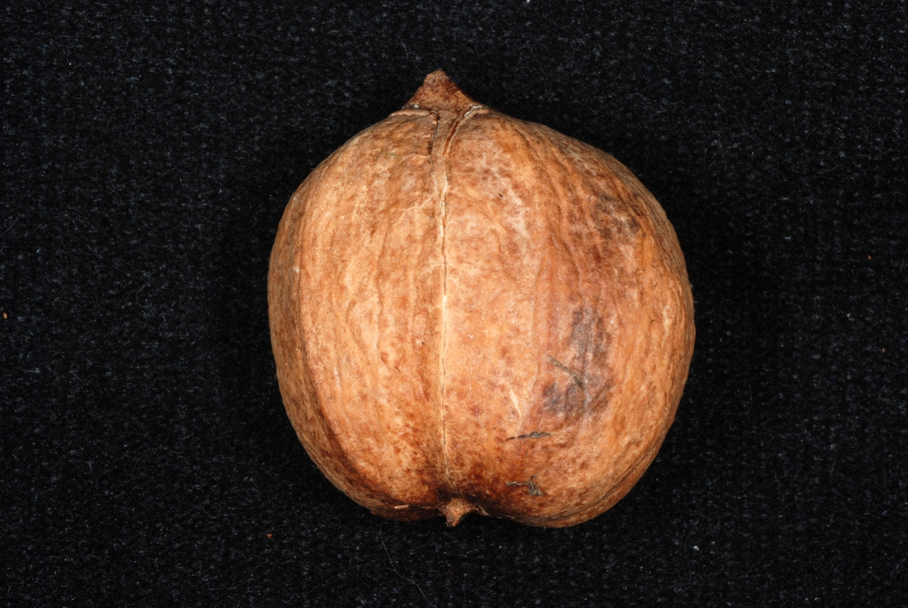 Nut (Seven Lakes, NC)-Early Fall