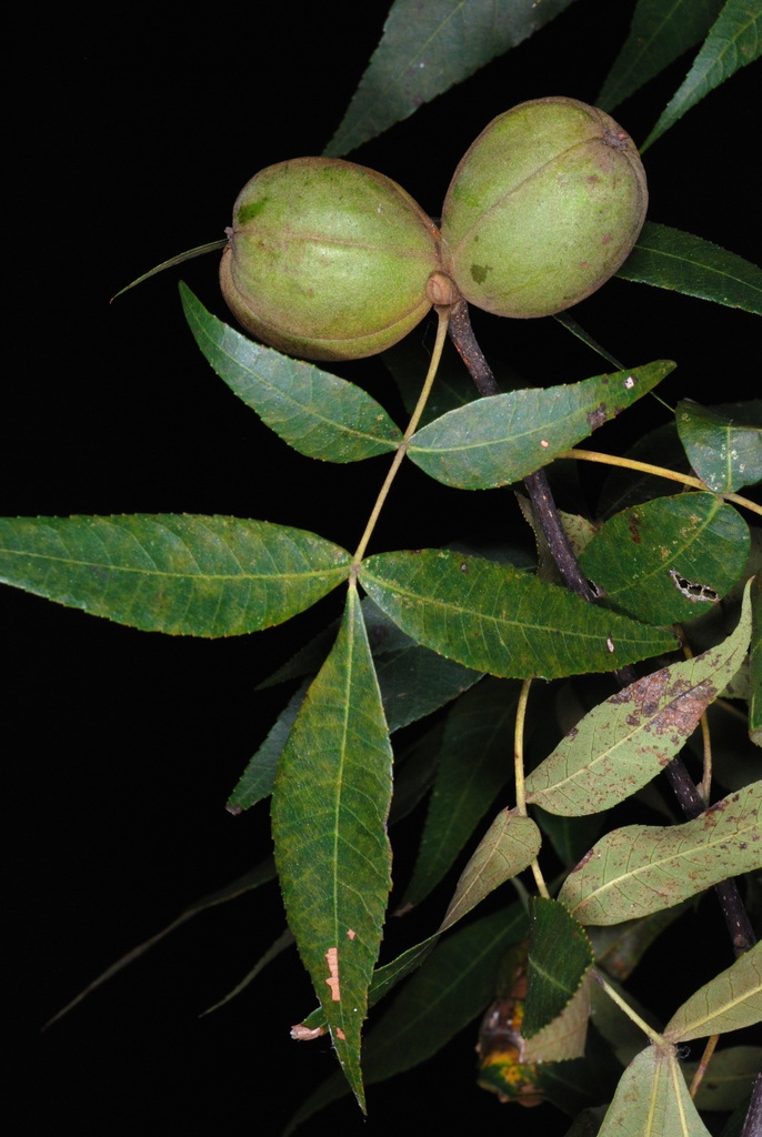 Compound leaves and fruits (Seven Lakes, NC)-Early Fall
