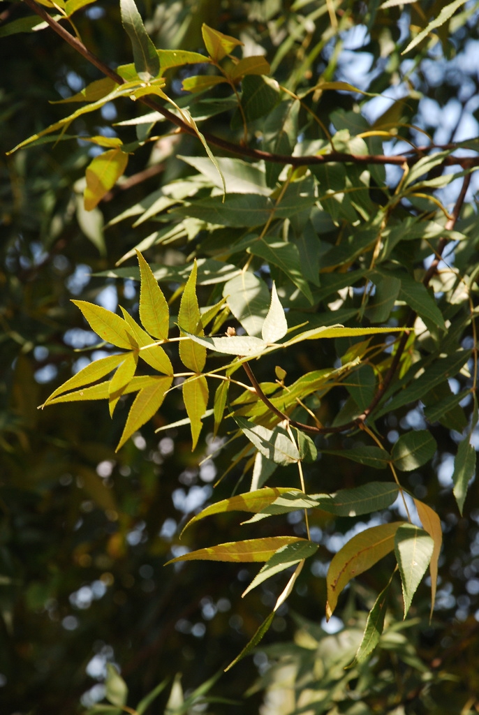Branch and fruit (Seven Lakes, NC)-Early Fall