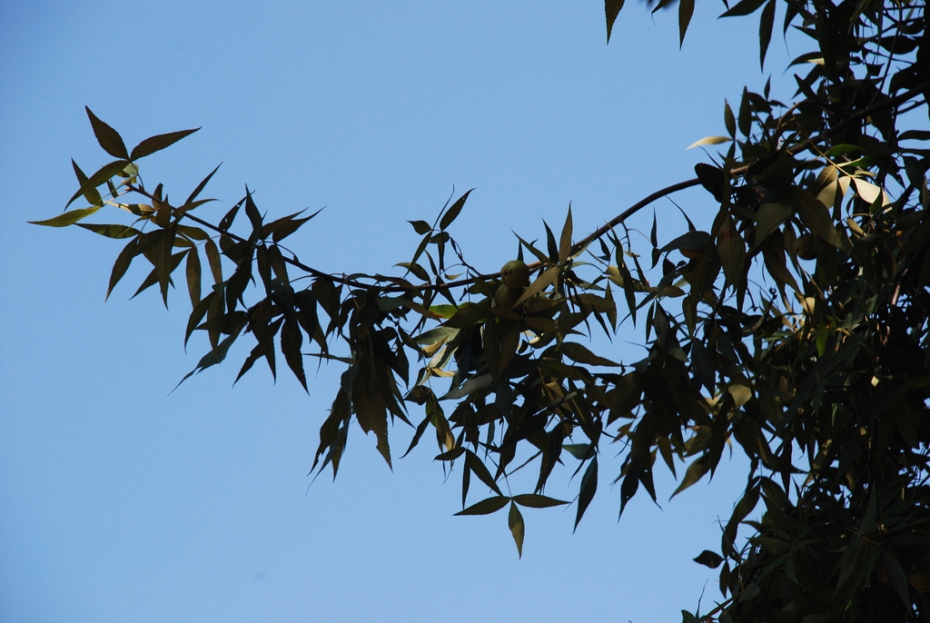 Branch (Seven Lakes, NC)-Early Fall