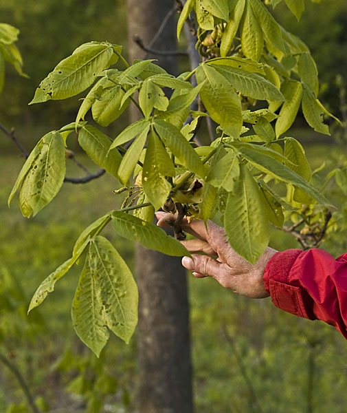 Compound leaves