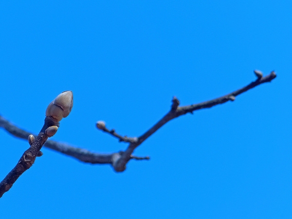Branch with buds