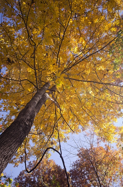 Fall color