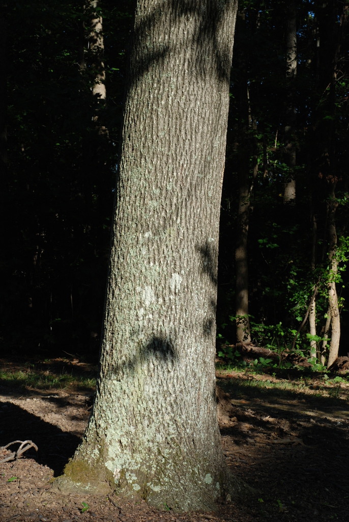 Tree trunk (Guilford County, NC)-Early Fall