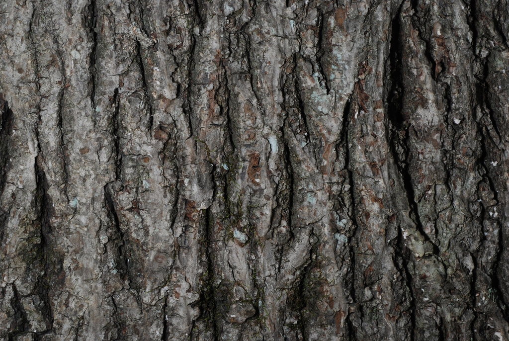 Bark close-up (Guilford County, NC)-Early Fall