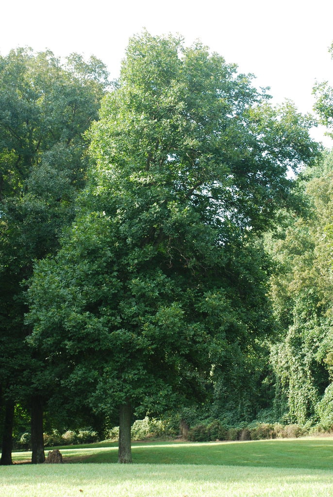 Tree form (Guilford County, NC)-Early Fall
