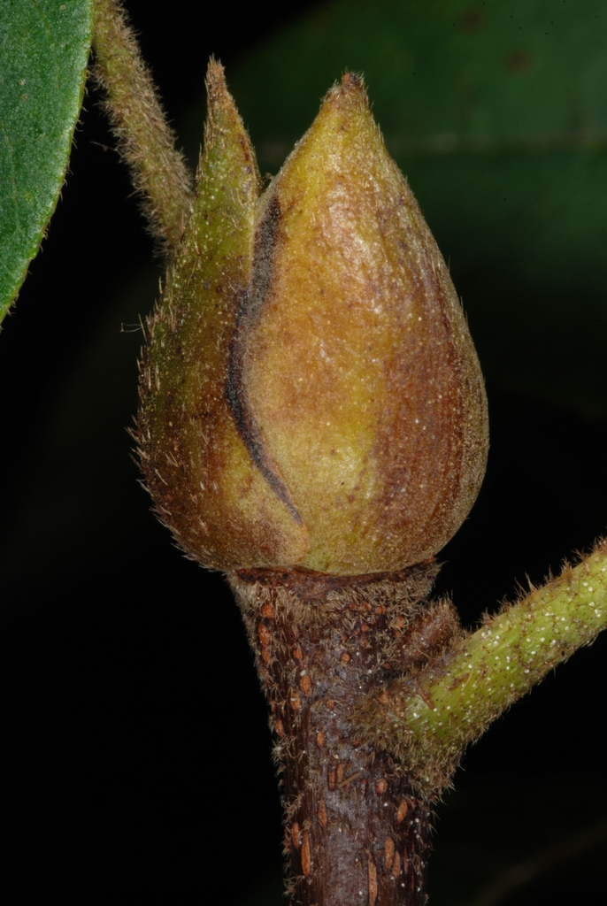 End bud (Guilford County, NC)-Early Fall