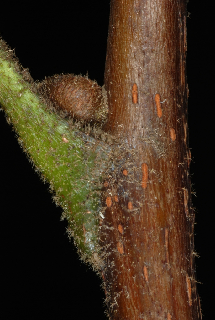 Stem buds (Guilford County, NC)-Early Fall