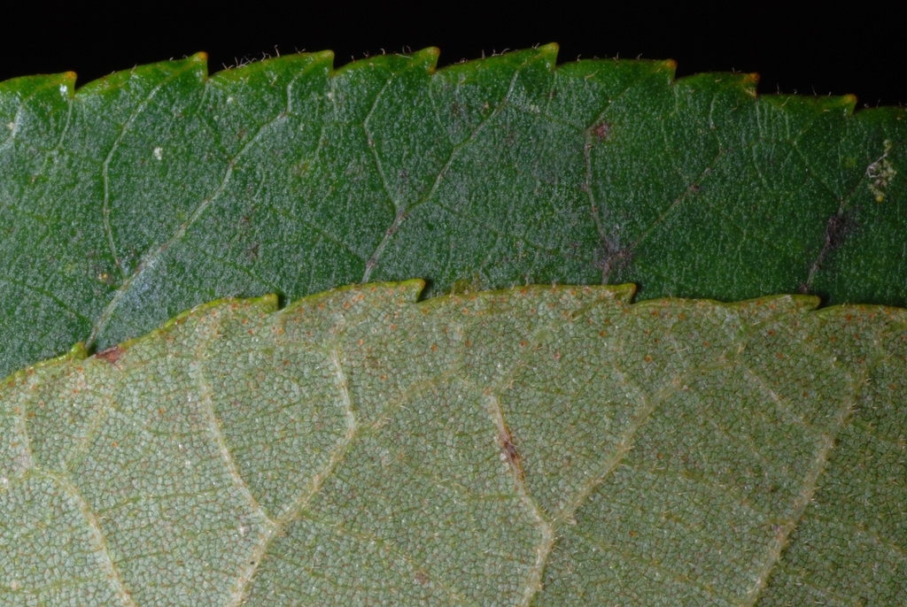 Serrated margins (Guilford County, NC)-Early Fall