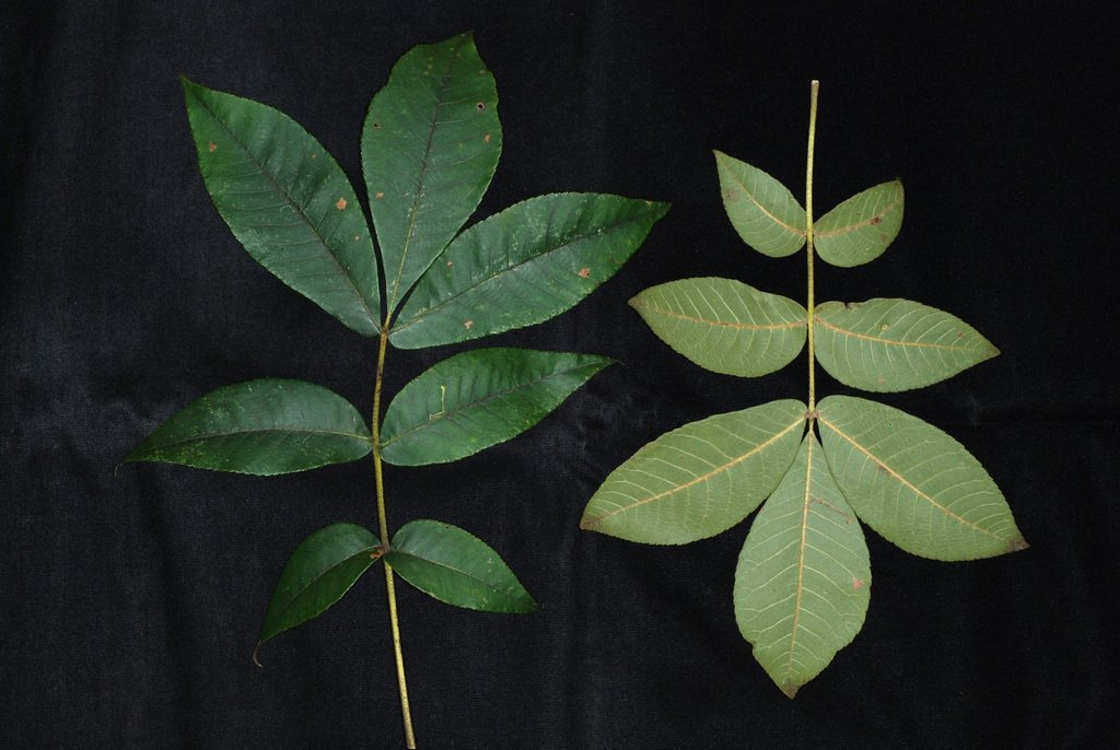 Front and back of leaf (Guilford County, NC)-Early Fall