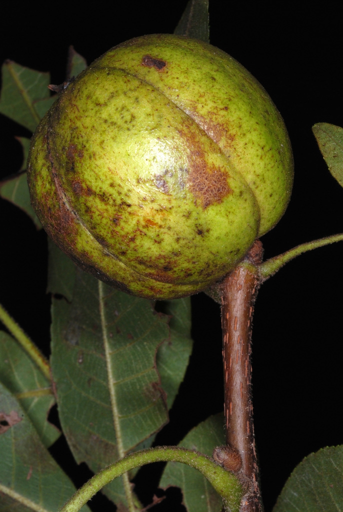 Young fruit (Guilford County, NC)-Early Fall