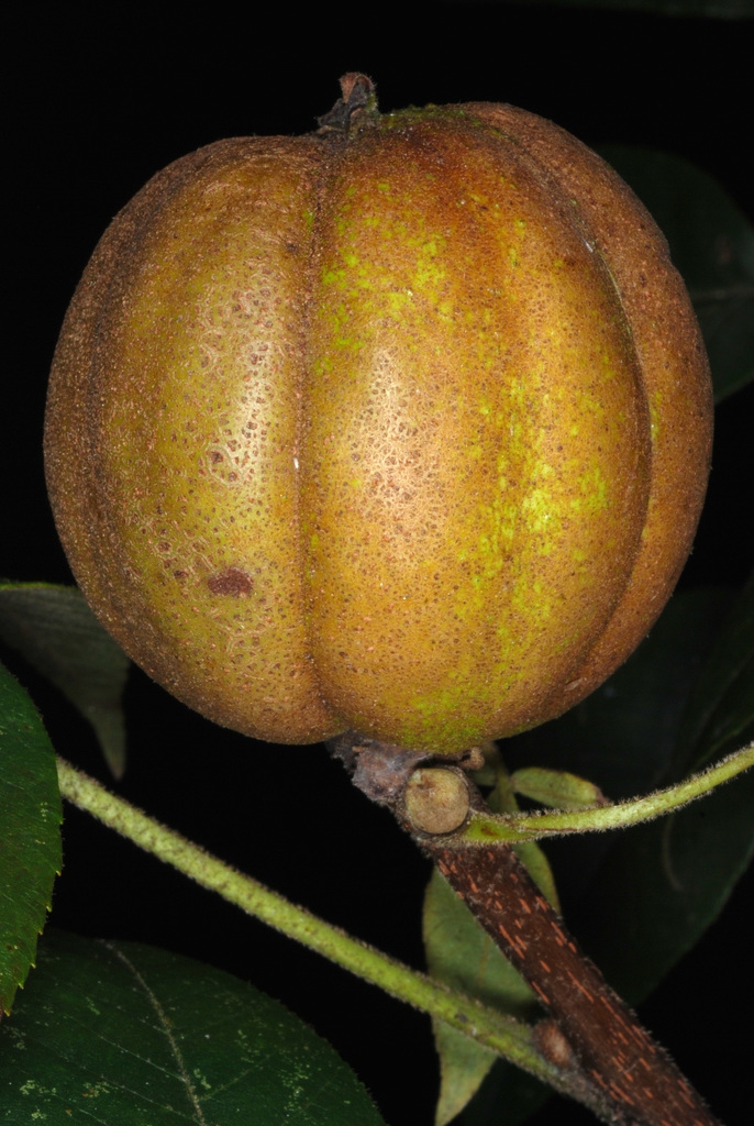 Maturing fruit (Guilford County, NC)-Early Fall