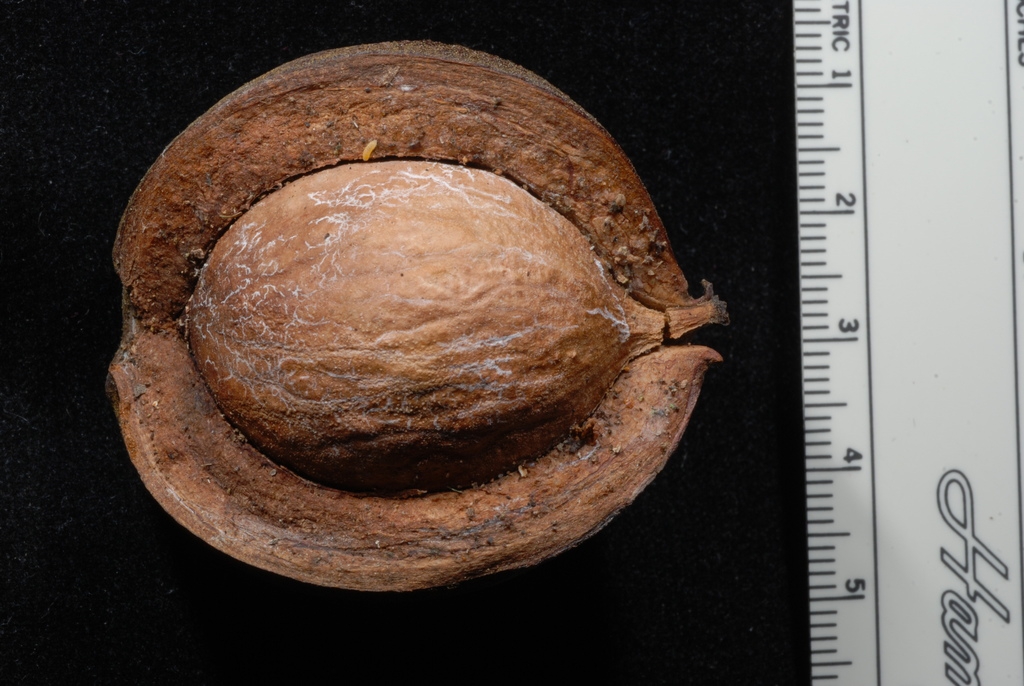 Husk and nut (Guilford County, NC)-Early Fall