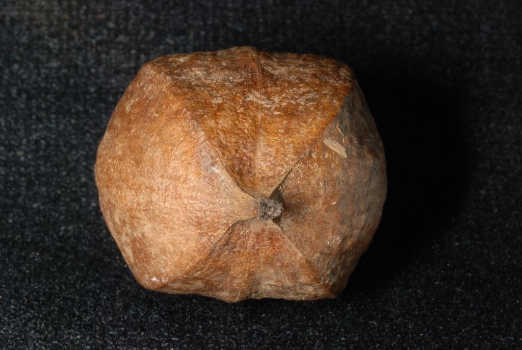 Husk (Guilford County, NC)-Early Fall