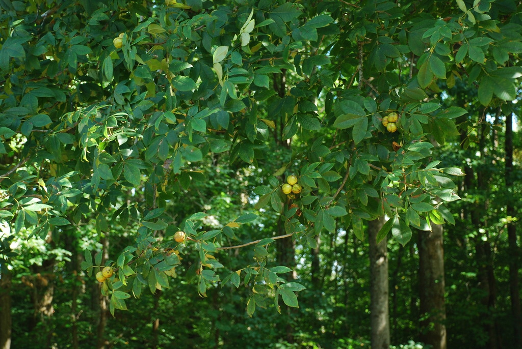 Carya tomentosa