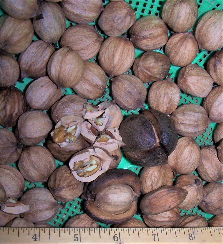 Nuts - Nov. 1 - Durham Co. , NC