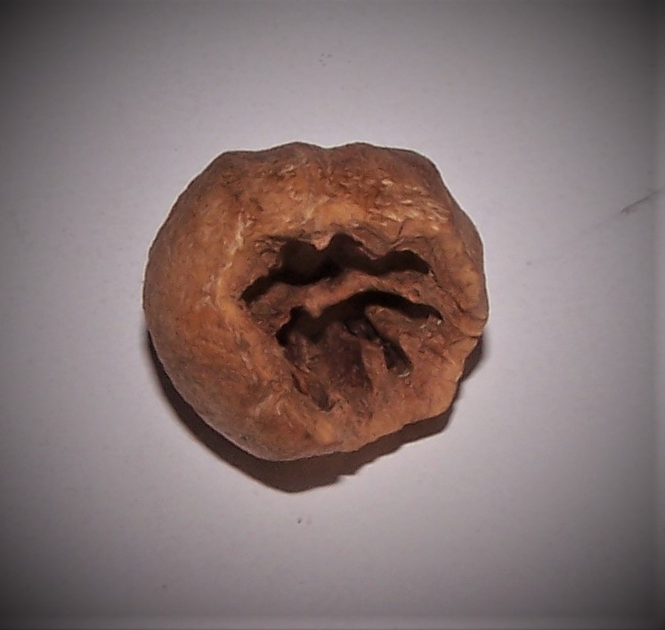 Squirrel Damaged Nut - Early Spring - Durham Co., NC