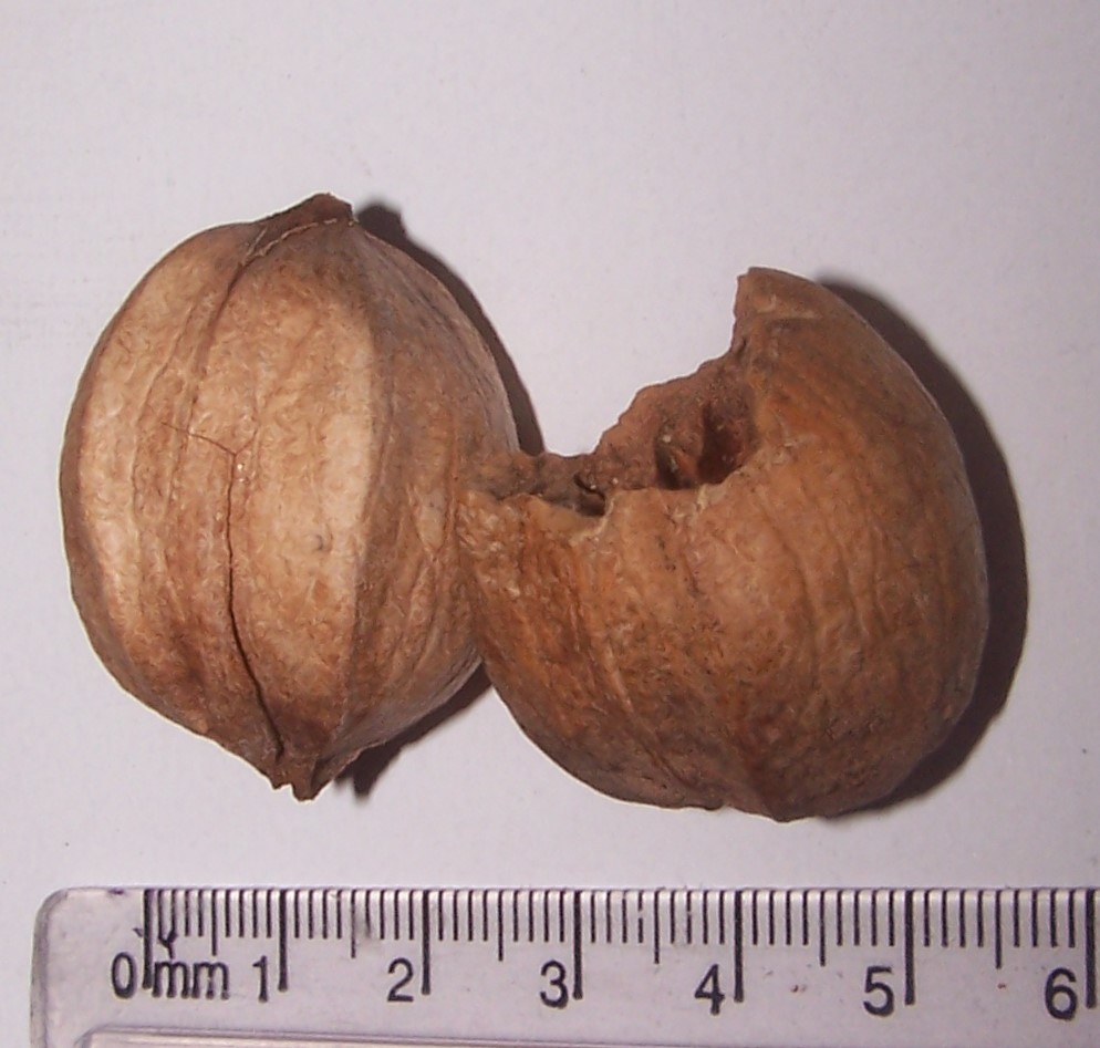 Squirrel Damaged & Undamaged Nut - Early Spring - Durham Co., NC