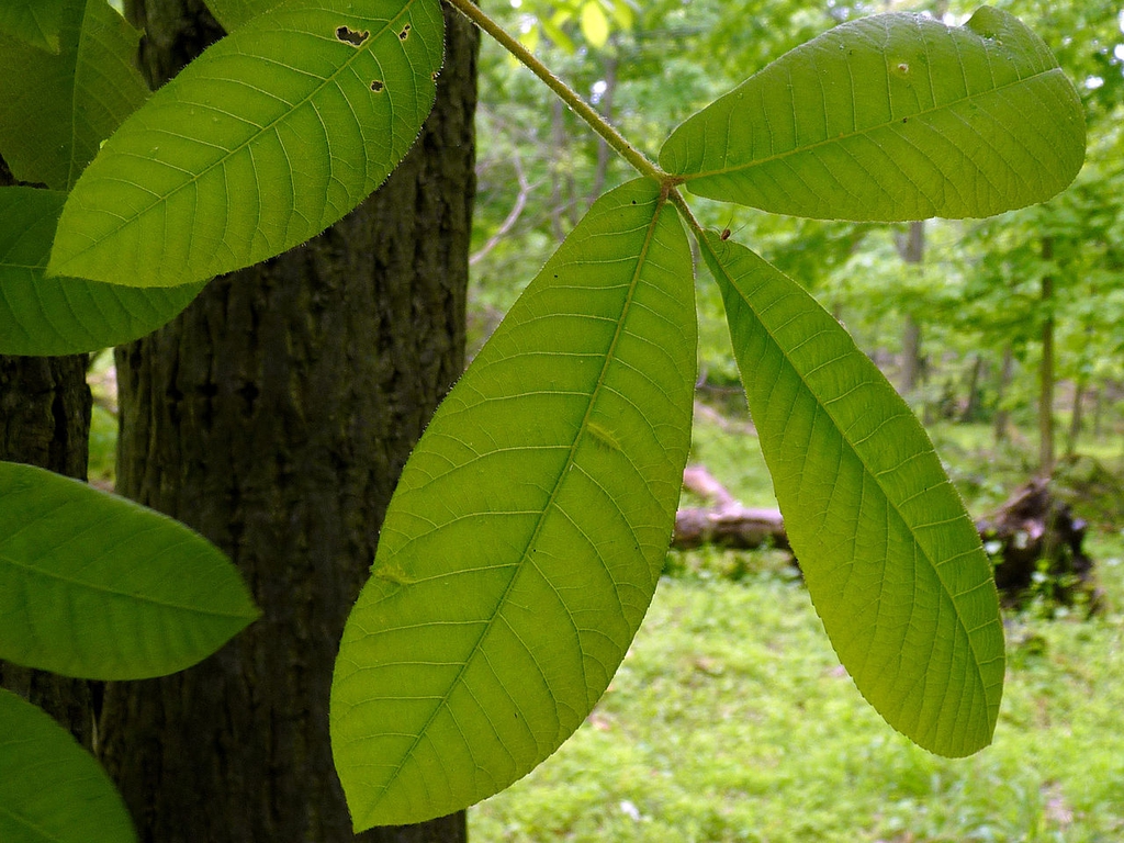 Leaf closeup