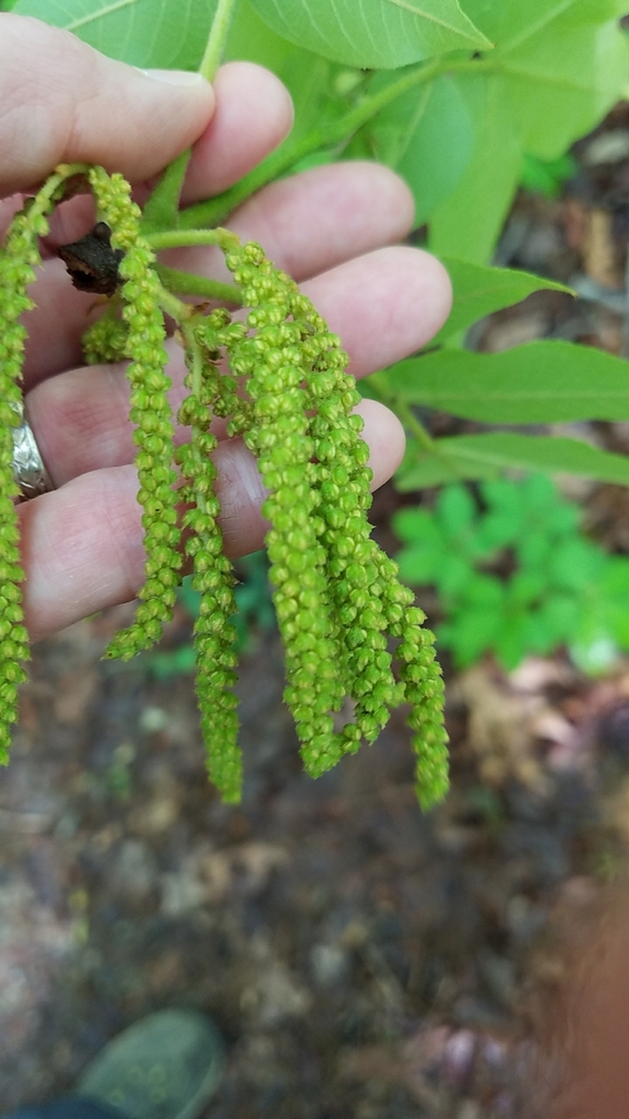 Male flowers