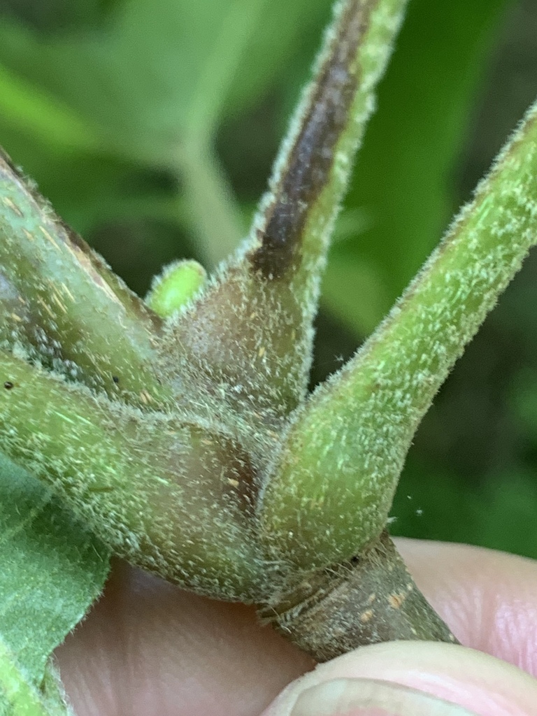 Stem closeup