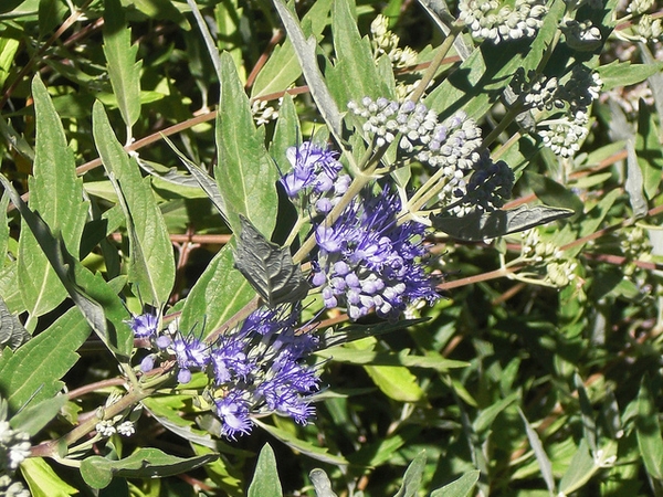 Caryopteris x clandonensis