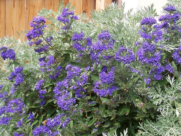 Caryopteris x clandonensis