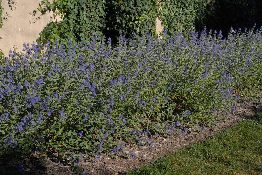Caryopteris x clandonensis