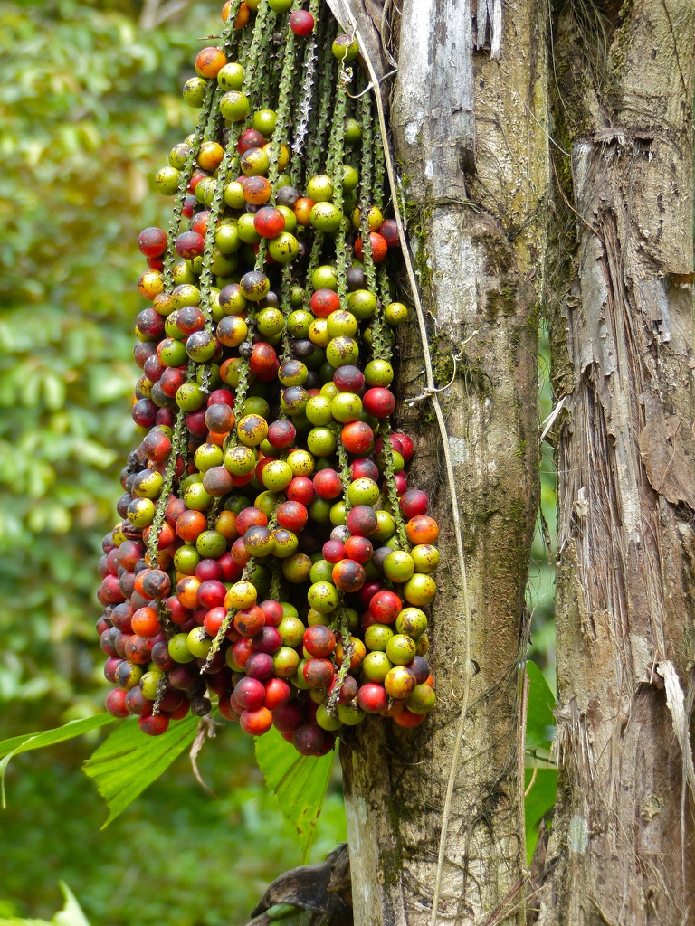 Fruit