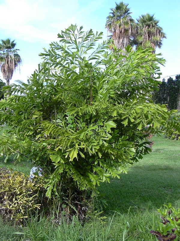 Clustering palm with dense foliage of bipinnate leaves.